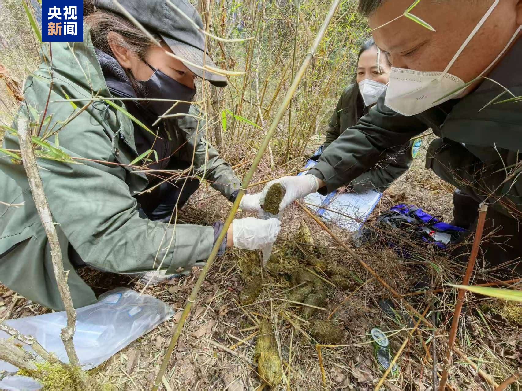 生态回暖 两只野生大熊猫先后现身九寨沟 | 央媒看四川